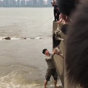Guys rescue a dog stranded in rushing waters..
