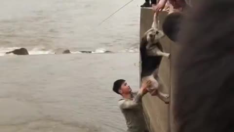 Guys rescue a dog stranded in rushing waters..