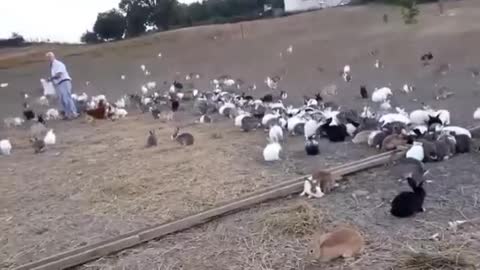 Rabbit rabbit