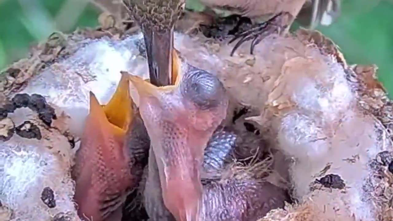 Funny 🤣 Humming Bird Video 🦜