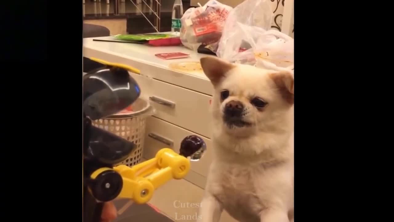 Cute dog fighting with robot