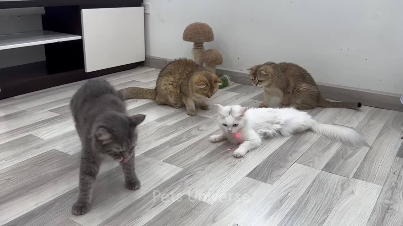 Ultimate Funniest Cats and Dogs πΆπ± | Funny Animal Videos