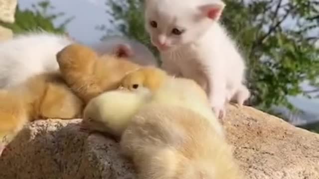 Cute baby ||Cat||#shortvideo||Spoiled cat enjoys