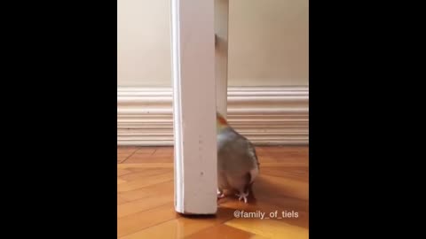 CuteParrotsVideosCompilationcutemomentoftheanimalsSooCute1p11