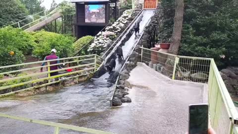 A black pig on the slide