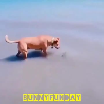 The dog is hunting in the sea... but😀😀😀
