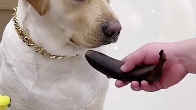 Clever Dog funny video! it's interesting |