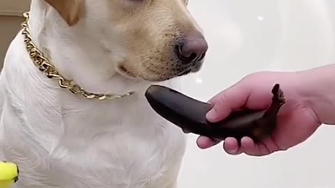 Clever Dog funny video! it's interesting |