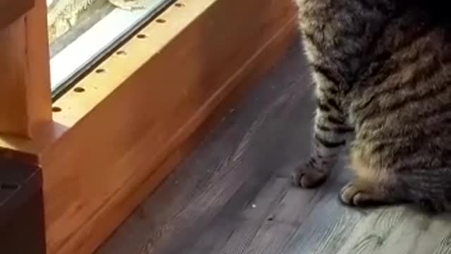 cat sees a bearded dragon for the first time