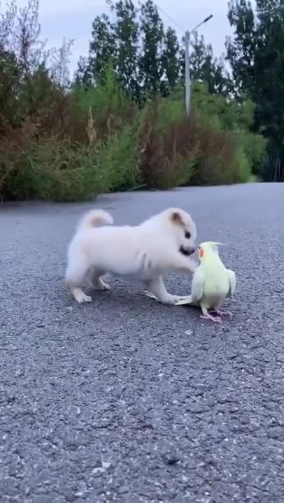 gentle bird playing with baby
