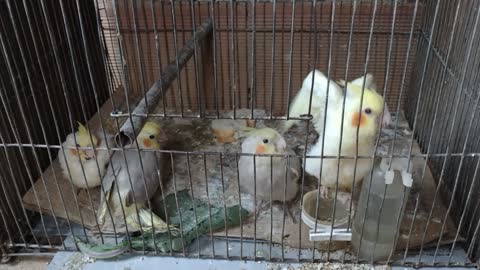 Birds