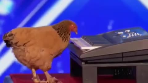 Hen talent