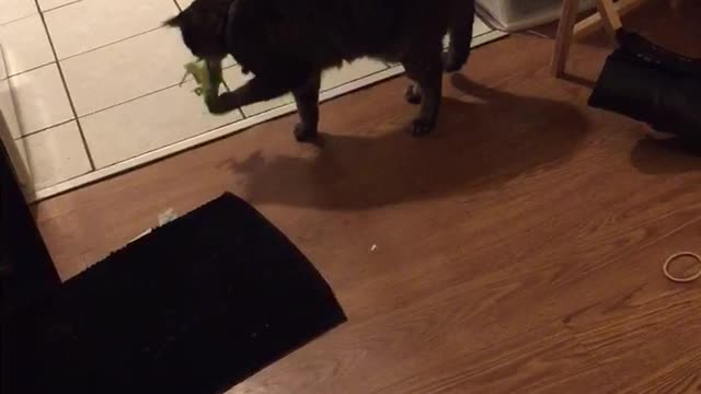 Black cat playing with green toy that makes cricket noises on wood floors