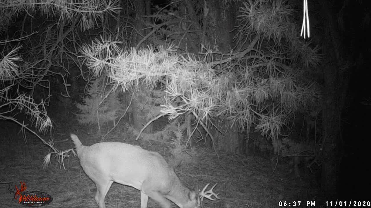 Nebraska Whitetail Buck visits scrape