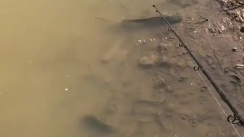 This is a beautiful and charming water-dwelling species