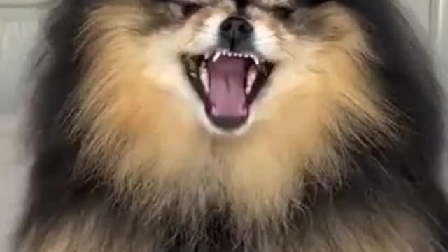 Funny and Cute Dogs Videos Compilation. #shorts #2021 #short 122