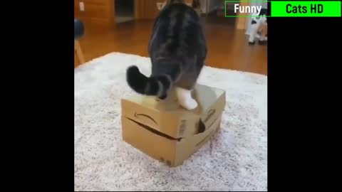 Funniest cats😻 best of 2022 videos