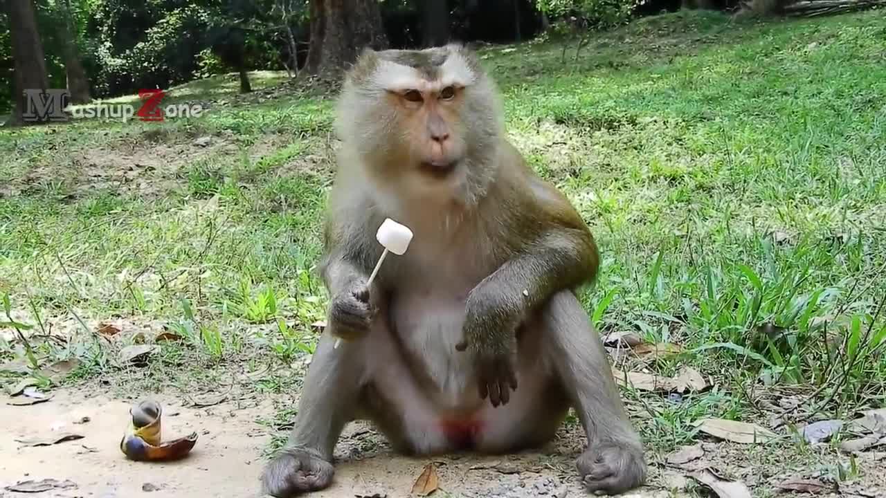 Top 10 Funny Monkeys Behaving Like Humans - Try Not To Laugh Challenge || Monkey Videos