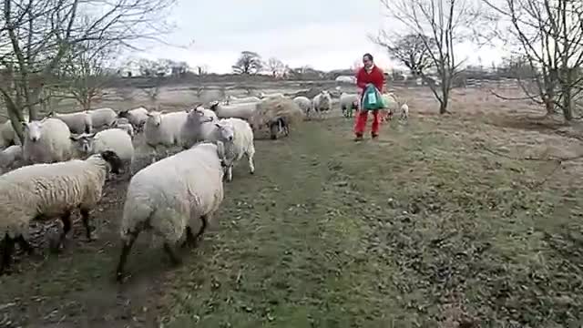 angry_sheep(360p).mp4