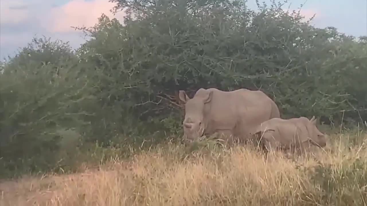 Phillipa the rhino and her adorable baby