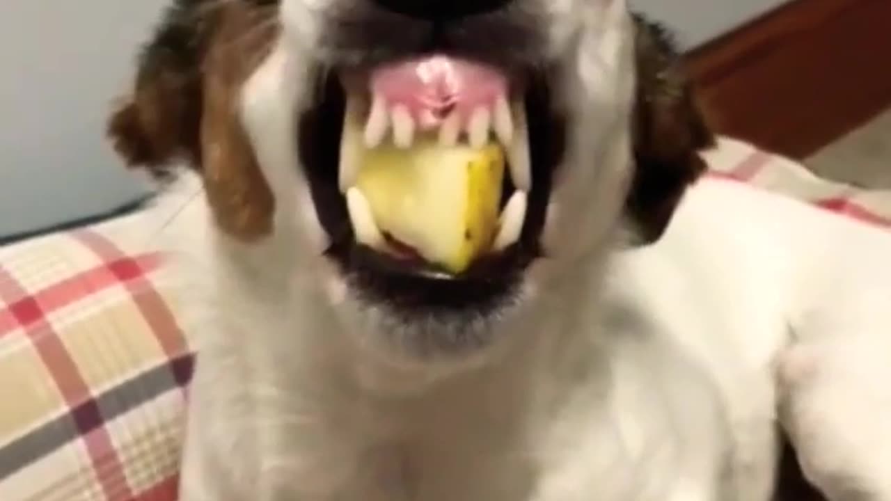 Funny Dog - funny animals video