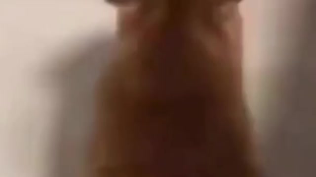 funny cat video