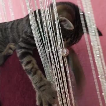 Disco cat part 3 - Nobel doesn't give up!