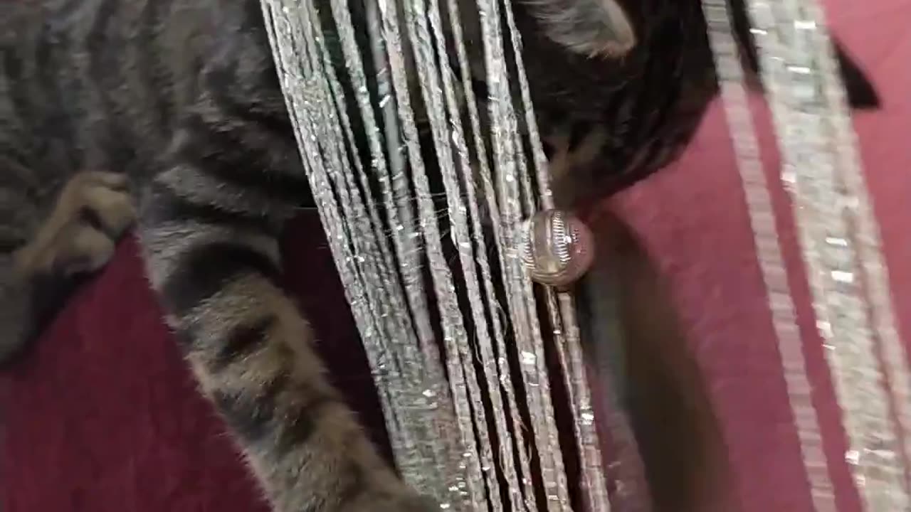 Disco cat part 3 - Nobel doesn't give up!