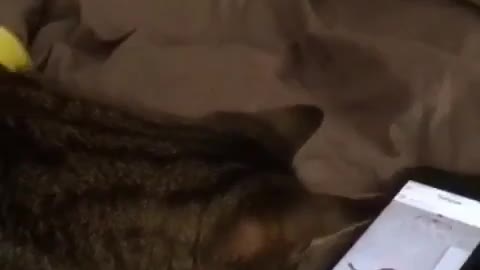 A cat who can play with a mobile phone, super smart cat