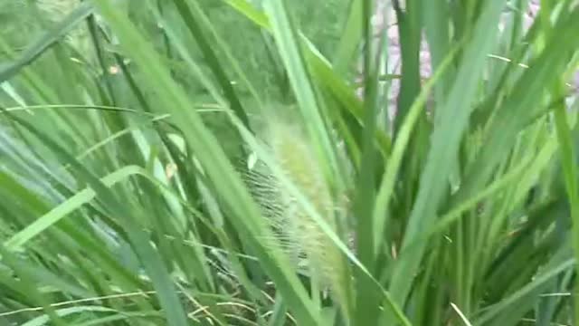 Dogtail grass is like a dandelion!