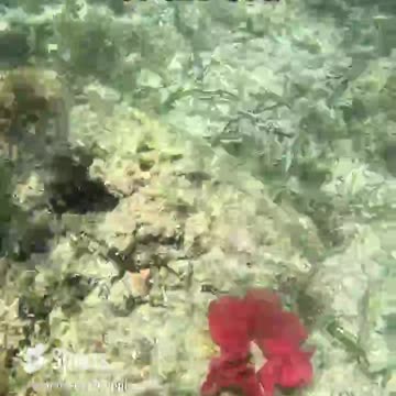 Snorkeling Adventures: This beautiful sea creature is a Sea Slug called a Spanish Dancer