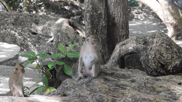 Funny monkey 🙈 eating something funny 😄 videos 😅😅