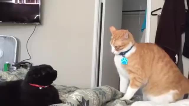 Cute funny cats video 😅😅🤣🤣😺