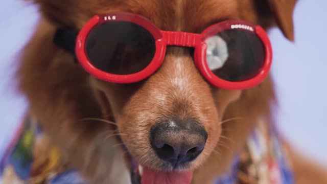 OG Doggo