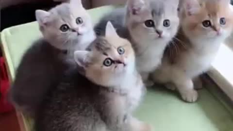 Cute kittens video,cat ,funny cat video