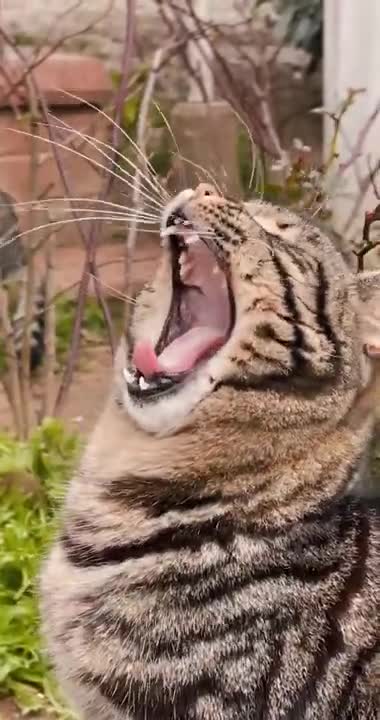 OMG 😍 Super Cute Kitten 😸 Showing Largest Mouth of the World #Shorts