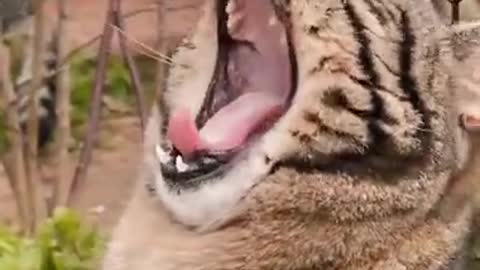 OMG 😍 Super Cute Kitten 😸 Showing Largest Mouth of the World #Shorts