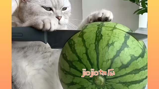 17_ Cute and Funny Cat Videos Compilation ( New video )