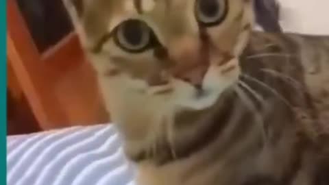 Dogs and cat funny fighting video