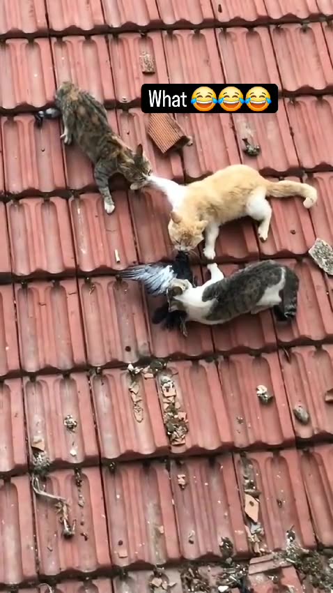 Who’s hunting who?🐱🕊😆