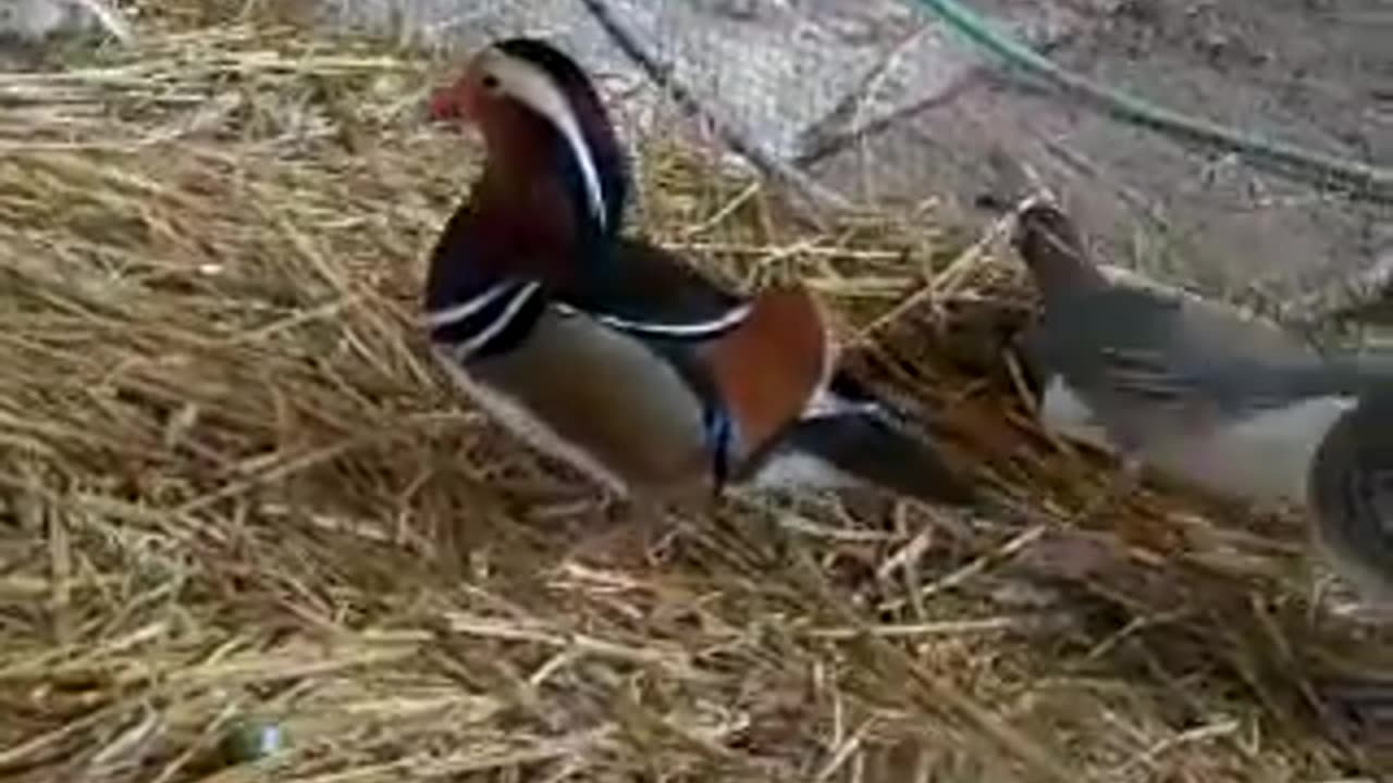 Bluescaled and valley quails, 3.5 months old