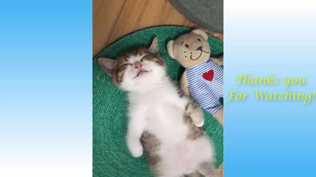 Cute Pets And Funny Animals Compilation 501