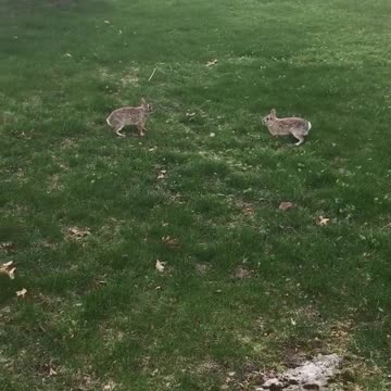 Backyard bunnies have cutest hopping fight