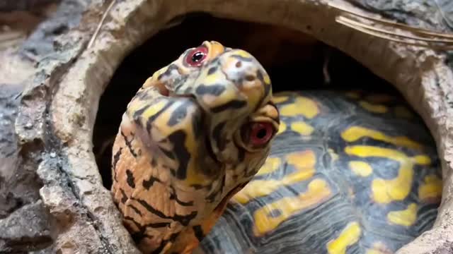 Cute Tortoise Funny Video :)