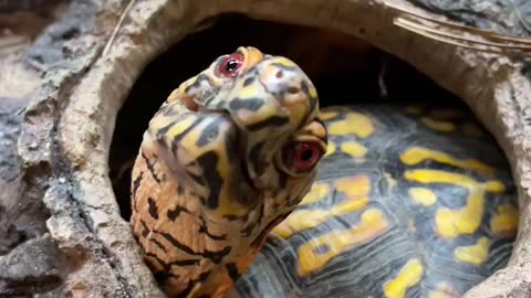 Cute Tortoise Funny Video :)