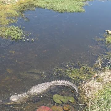 Alligator Sunning in the creek