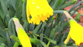 Spring Sounds