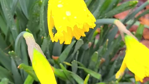 Spring Sounds