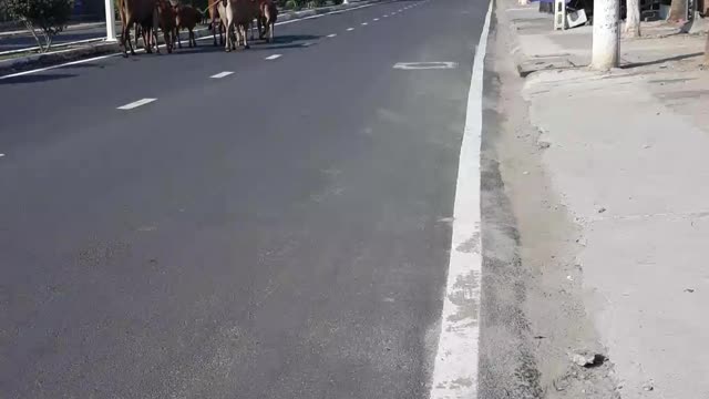 Cow family walking around on street looking for food