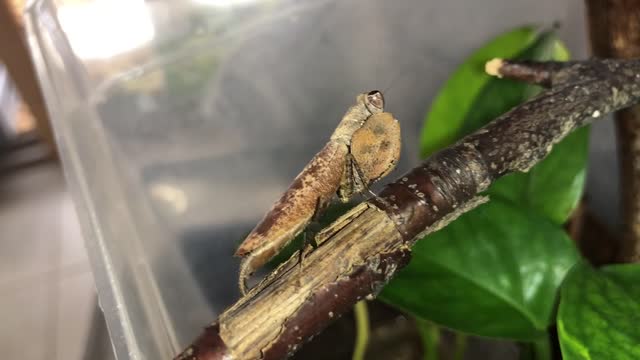 Boxer Mantis